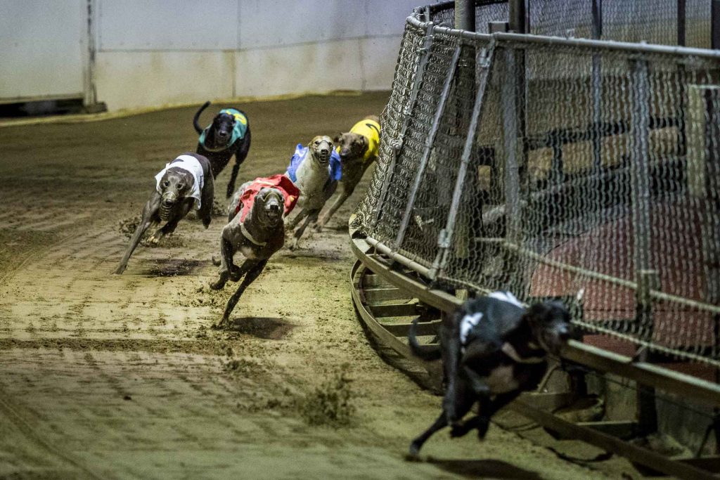 SUPER體育賽狗投注教學：輕鬆上手，贏取豐厚獎金｜AT99娛樂城